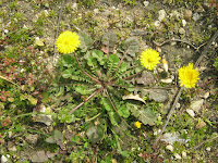 Ταράξακον το φαρμακευτικόν-Taraxacum officinalis