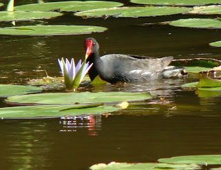 frango-d'água-comum. Foto: M. Eiterer