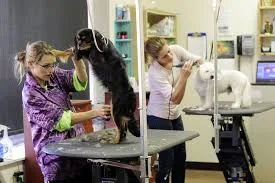 dog grooming