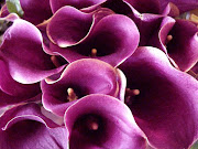 wedding flowers purple (wedding flower purple)
