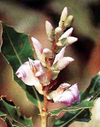 tanaman Obat Daruju (Acanthus ilicifolius L.)