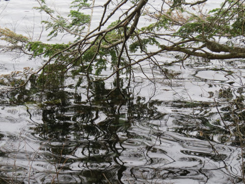 hemlock branches in water