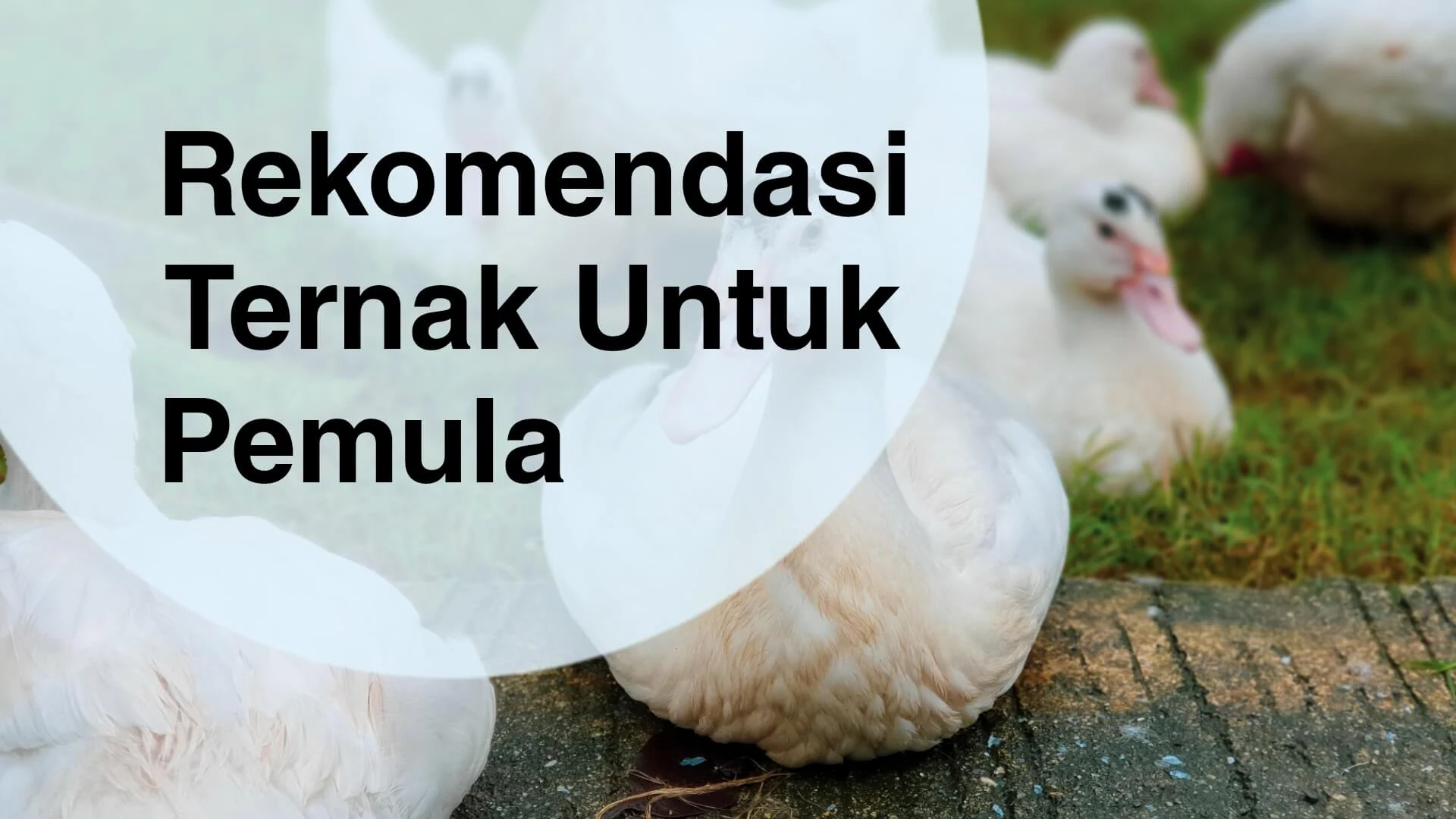 Ternak Apa yang Bagus Untuk Pemula?