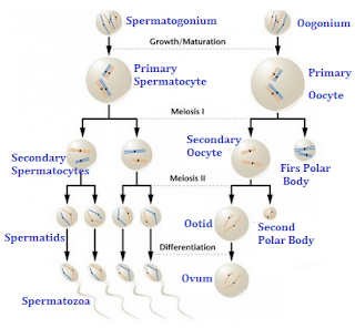  Pengertian Spermatogenesis dan Oogenesis Perbedaan Spermatogenesis dan Oogenesis