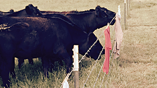 Cattle studying laundry