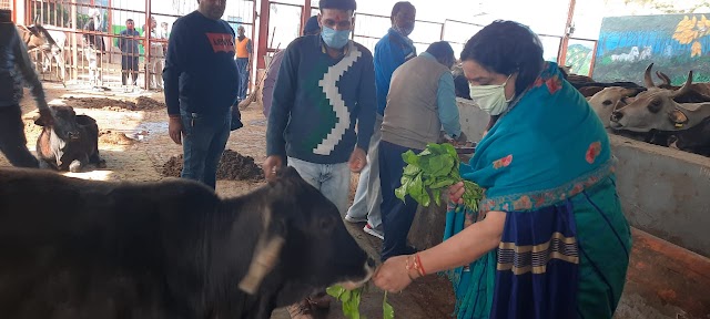  गौसेवा-नारायण सेवा: रंजीता धामा