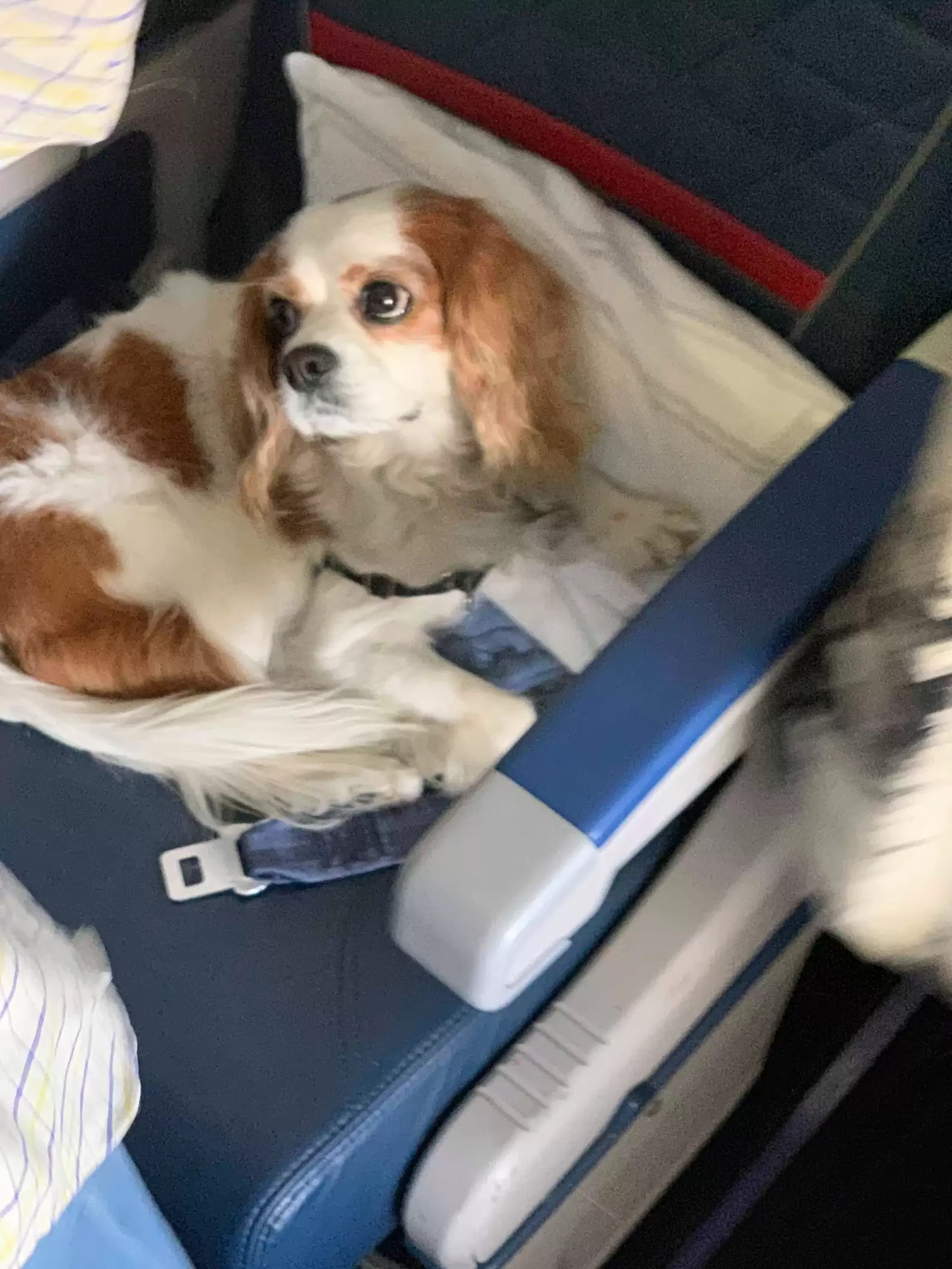 Можно с собакой в самолет. Собака в самолете. Собака в салоне самолета. Животные в салоне самолета. Собачка в самолете.