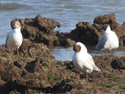 aves de la costa atlántica