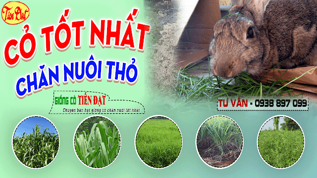 Làm thế nào để chọn giống cỏ nuôi thỏ năng suất cao