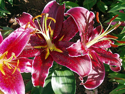 Just one of the many, many lily blossoms in the front garden. They look almost plastic-y.