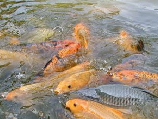 Apakah makanan alami yang paling disukai oleh ikan mas Begini 5 Makanan Ikan Mas Alami yang Paling Disukai