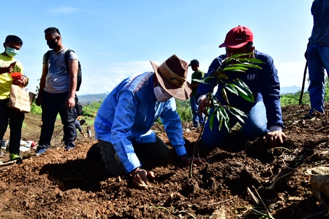 Nurdin Abdullah Habiskan Libur Panjang Dengan Tanam Buah-buahan di Desa Wisata Puncak Maros.lelemuku.com.jpg