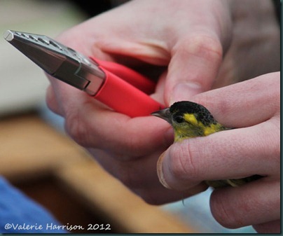 male-siskin