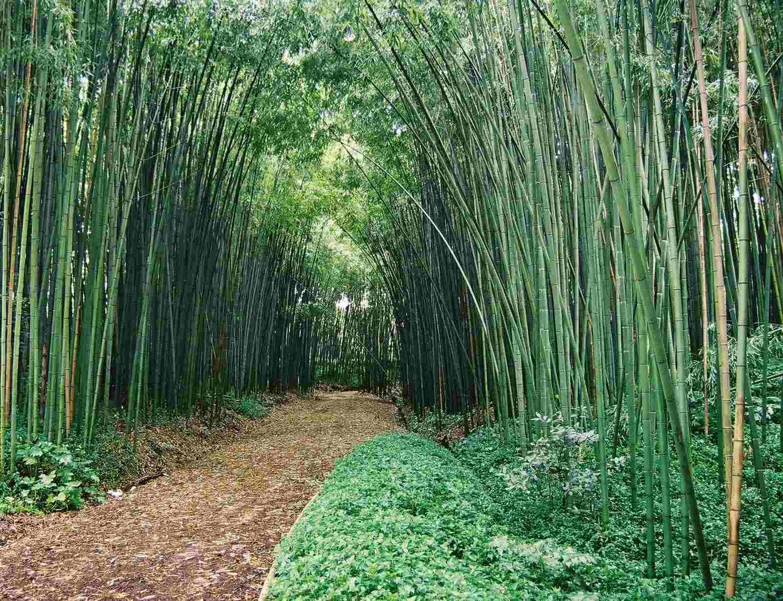 Lotus Magia A Lenda do Bambu 