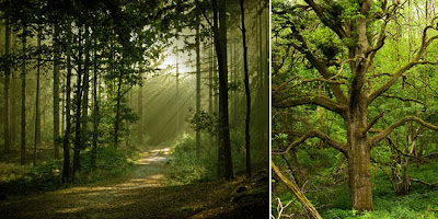  Hutan Paling Angker & Misterius di Dunia 5 Hutan Paling Angker & Misterius di Dunia