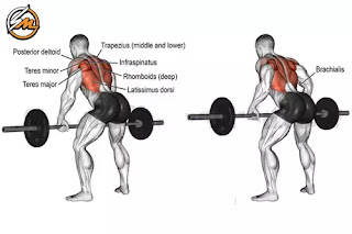 Best Back and Bicep Workouts for Building Strength