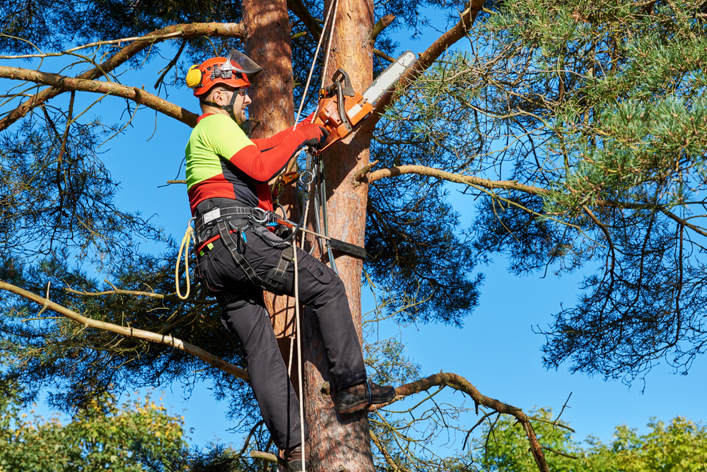 Tree Removal