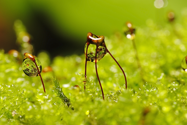 Beautiful Macro Photography