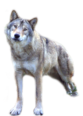 cute wolf clipart images