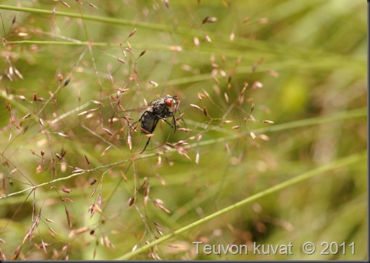 aamuisia kuvia 007