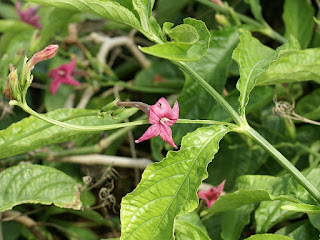 Ruellia rosea