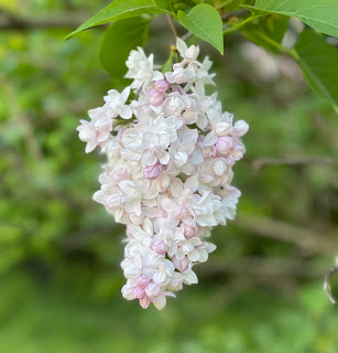 Picture of a cluster of pale pink lilacs with a blurry background of green foliage