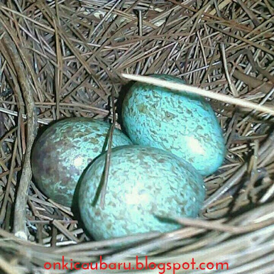 gambar telur burung kacer