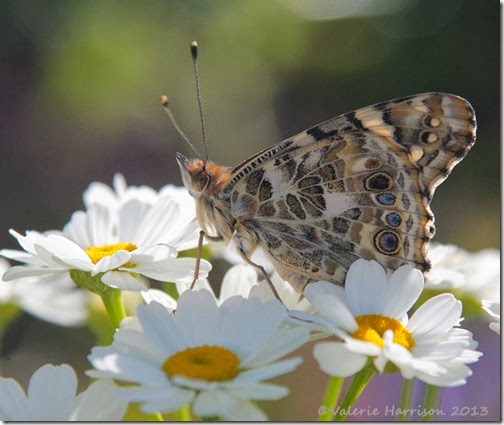 Painted-Lady