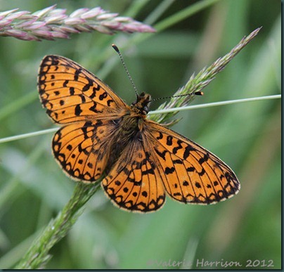 22-Fritillary