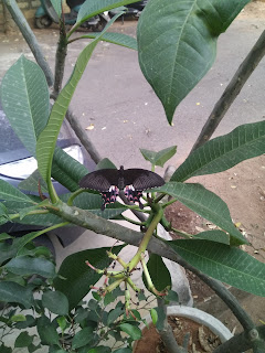 Common Mormon butterfly