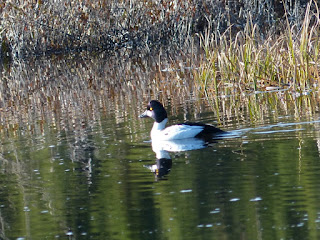 Bucephala clangula - Garrot à œil d'or