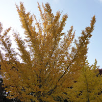 寝屋川公園 銀杏（イチョウ）の黄葉