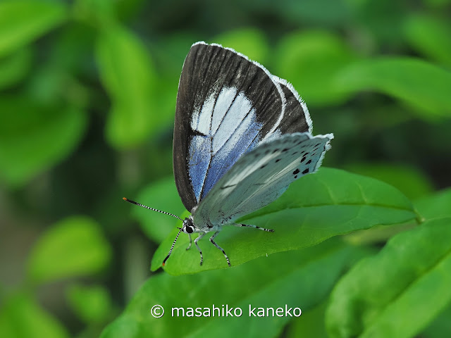 ウラゴマダラシジミ♀