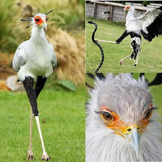 Burung Sekretaris cantik dari afrika