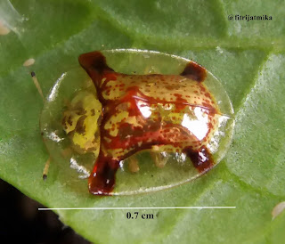 Golden Tortoise Beetle Aspidomorpha sanctaecrucis