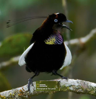 Burung parotia foja atau Foja Parotia yang juga dikenal dengan Bronze Parotia (Parotia berlepschi) ini adalah salah satu jenis burung dari keluarga besar Paradisaeidae 