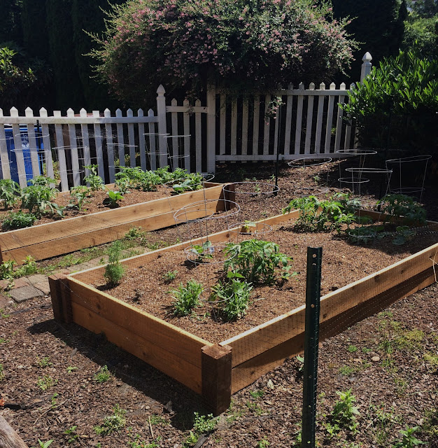 Raised bed vegetable garden 2017