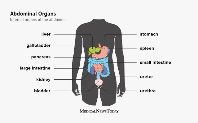 abdominal organs