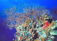 Belize Barrier Reef3