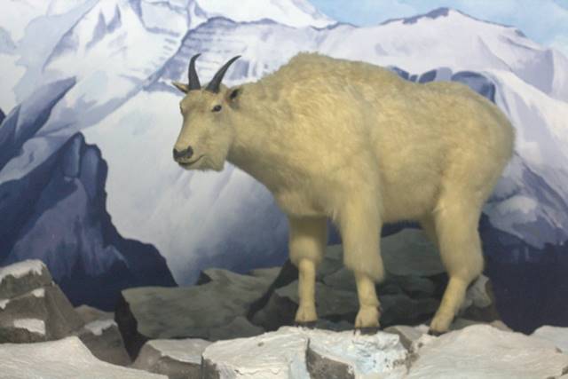 Diorama Kambing Gunung Rocky Mountain Museum Satwa Jatim 