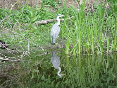 Heron