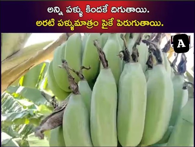 అరటి పండు పెరుగుదల న్యూటన్ కే అర్ధం కానిది