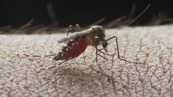 Mosquito-Borne Eastern Equine Encephalitis (EEE) Hits Late Season
