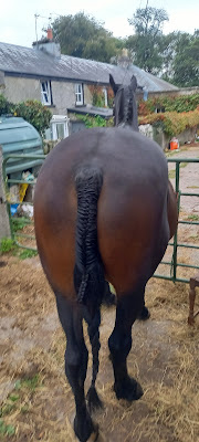 Tail plait