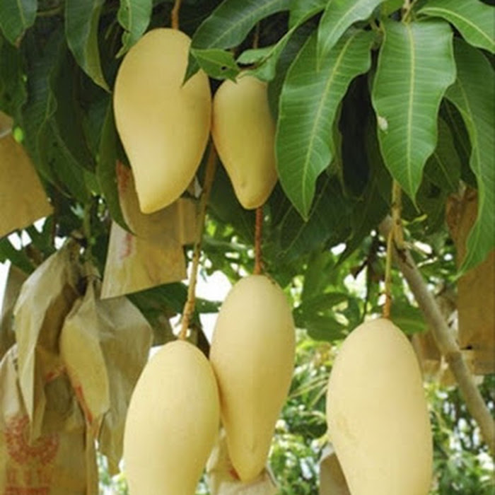 Bibit Mangga Golden