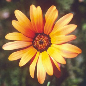 Single Daisy Flower