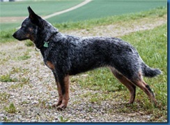 blue heeler