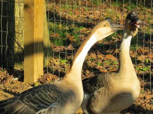 African Geese