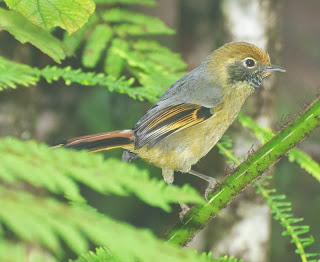 Chestnut-tailed Minla (Chrysominla strigula)