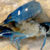 Moulting atau Pergantian Kulit pada Lobster Air Tawar